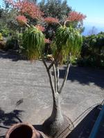 Madeira, Funchal, Tropischer Garten, Elefantenfußpalme &ndash; &copy; Ria Heilmann (Eberhardt TRAVEL)