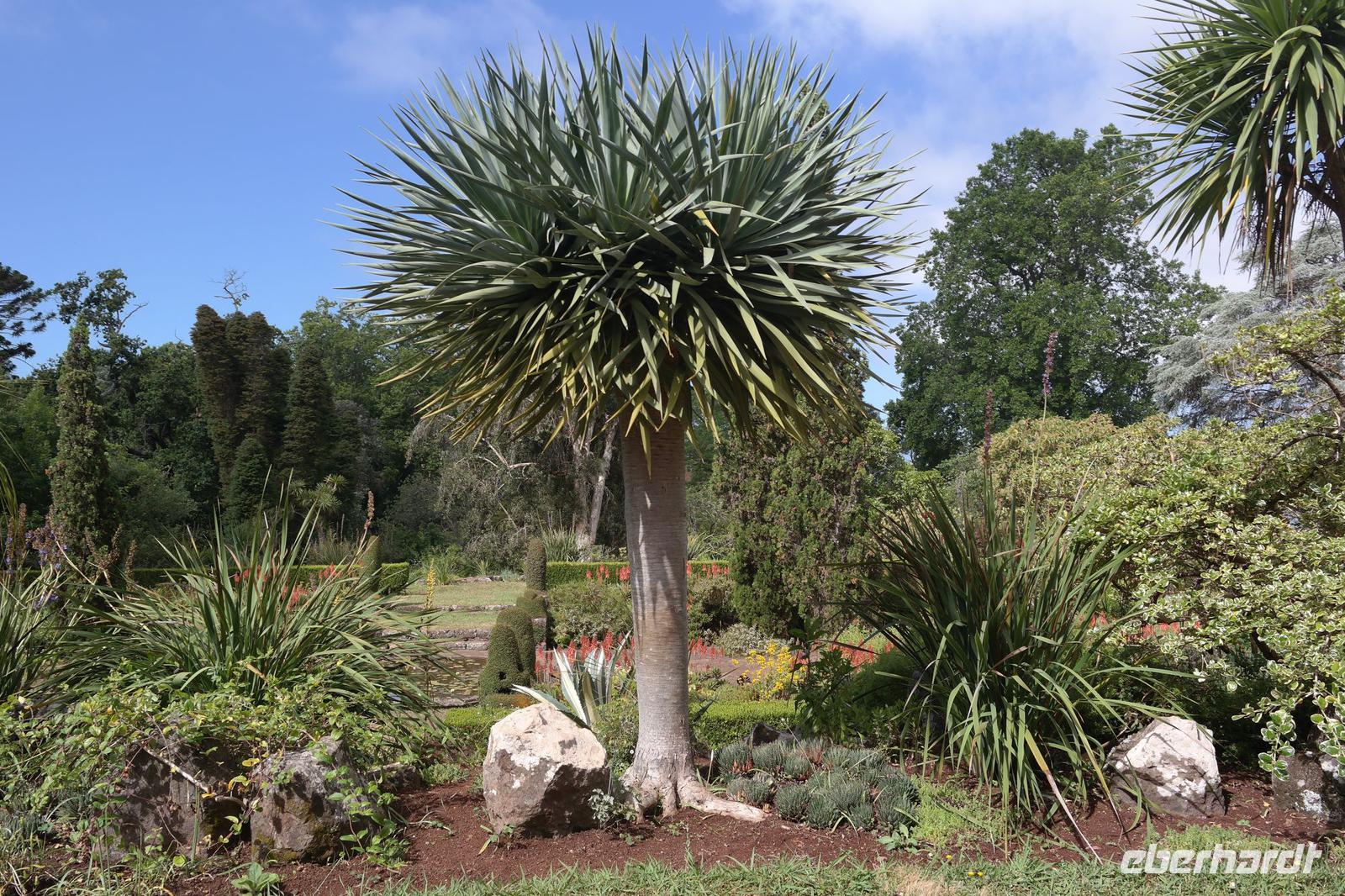 Dracena draco = Stolz von Madeira, gehört zu den Spargelgewächsen !!! &ndash; &copy; Detlef May (Eberhardt TRAVEL)