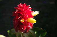 Bromelien-Blüte &ndash; &copy; Detlef May (Eberhardt TRAVEL)