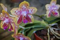 Orchideen-Blüten &ndash; &copy; Detlef May (Eberhardt TRAVEL)