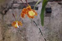 Orchideen-Blüten &ndash; &copy; Detlef May (Eberhardt TRAVEL)