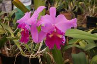 Orchideen-Blüten &ndash; &copy; Detlef May (Eberhardt TRAVEL)