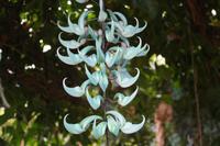 Orchideen-Blüten &ndash; &copy; Detlef May (Eberhardt TRAVEL)