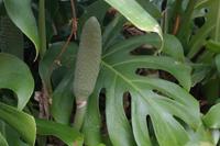monstera deliciosa (mit Frucht, essbar) &ndash; &copy; Detlef May (Eberhardt TRAVEL)