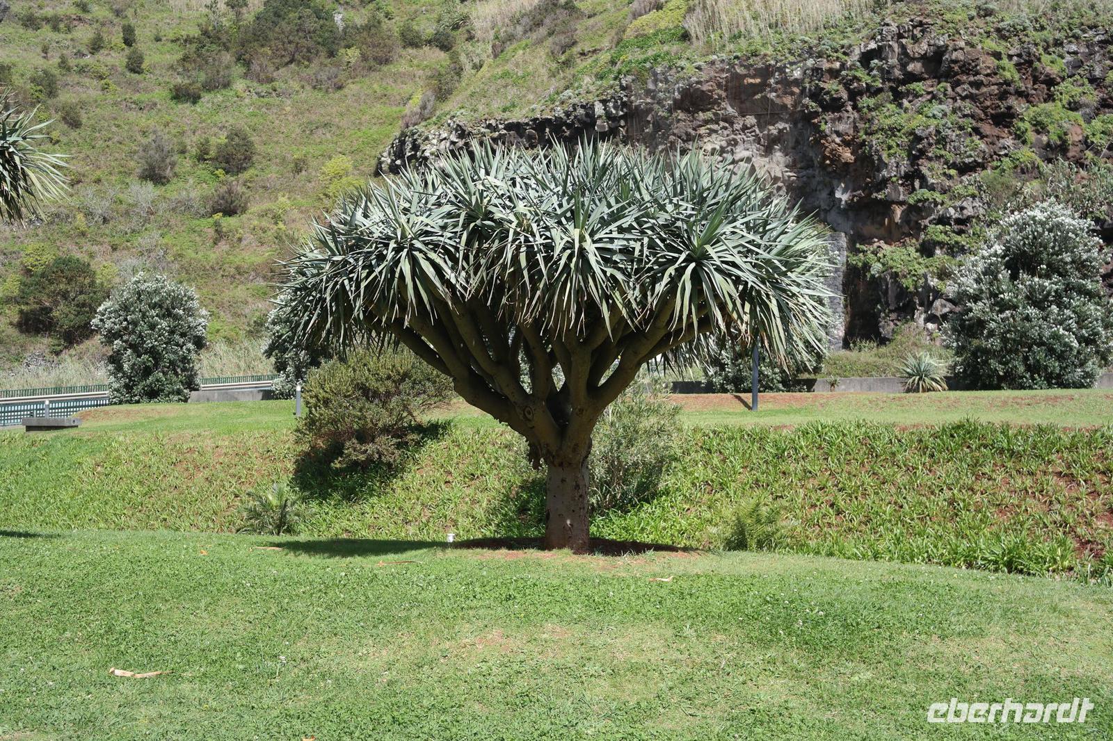 Dracaenia draco (kanarischer Drachenbaum) &ndash; &copy; Detlef May (Eberhardt TRAVEL)