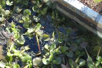 Frosch (Bildmitte) &ndash; &copy; Detlef May (Eberhardt TRAVEL)
