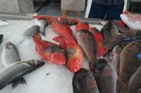Red Snapper &ndash; &copy; Detlef May (Eberhardt TRAVEL)