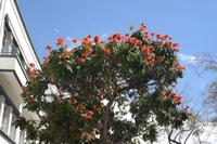 afrikan. Tulpenbaum &ndash; &copy; Detlef May (Eberhardt TRAVEL)