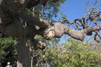 6.Tag Gärten Madeiras &ndash; &copy; Detlef May (Eberhardt TRAVEL)
