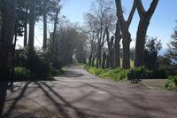 Plantanenallee &ndash; &copy; Detlef May (Eberhardt TRAVEL)
