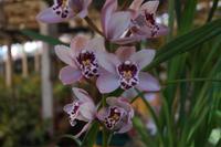 Orchidee &ndash; &copy; Detlef May (Eberhardt TRAVEL)