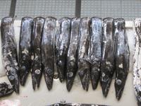 Degenfisch &ndash; &copy; Arne Schlösser (Eberhardt TRAVEL)