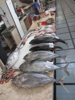 Thunfisch &ndash; &copy; Arne Schlösser (Eberhardt TRAVEL)