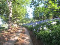 Agapanthus (Schmucklilien) &ndash; &copy; Arne Schlösser (Eberhardt TRAVEL)