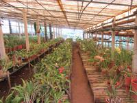 Orchideenzucht Quinta Boa Vista &ndash; &copy; Arne Schlösser (Eberhardt TRAVEL)