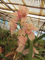 Orchideen 