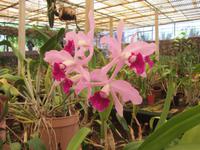 Orchideen &ndash; &copy; Arne Schlösser (Eberhardt TRAVEL)