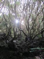 Levada-Wanderung  &ndash; &copy; Arne Schlösser (Eberhardt TRAVEL)