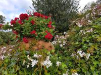 Madeira, Funchal, Palheiro Garden &ndash; &copy; Ria Heilmann (Eberhardt TRAVEL)