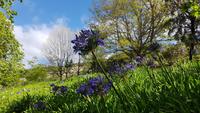 Madeira, Funchal, Palheiro Garden, Acapantus &ndash; &copy; Ria Heilmann (Eberhardt TRAVEL)