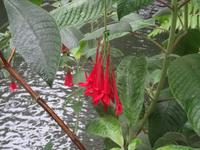 Tropical Garden in Monte - Fuchsie &ndash; &copy; Hans-Joachim Trutz (Eberhardt TRAVEL)