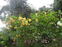 Tropical Garden in Monte - Trompetenbaum &ndash; &copy; Hans-Joachim Trutz (Eberhardt TRAVEL)