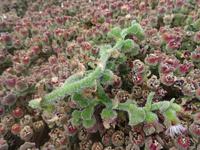 Porto Santo - Kristallblume &ndash; &copy; Hans-Joachim Trutz (Eberhardt TRAVEL)