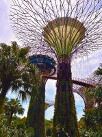Supertrees Gardens by the Bay &ndash; &copy; Leon Prinz (Eberhardt TRAVEL)