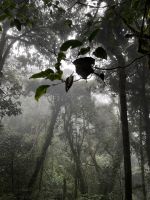 Mossy Forest &ndash; &copy; Leon Prinz (Eberhardt TRAVEL)