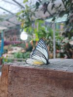 Cameron Highlands - Schmetterlingsfarm &ndash; &copy; Johanna König (Eberhardt TRAVEL)