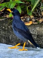 Javan Myna, Acridotheres Javanicus, &ndash; &copy; Simone Willner (Eberhardt TRAVEL)