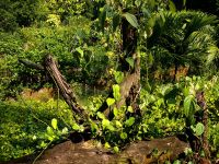 Pfeffer &ndash; &copy; Simone Willner (Eberhardt TRAVEL)