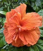 Gefüllter Hibiskus am Flower Dome &ndash; &copy; Simone Willner (Eberhardt TRAVEL)