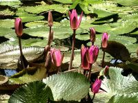 Lotus  &ndash; &copy; Simone Willner (Eberhardt TRAVEL)