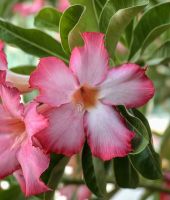 Adenium, Wüstenblume, Malakka &ndash; &copy; Simone Willner (Eberhardt TRAVEL)