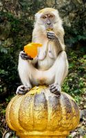 Gemütliches Plätzchen zum Schlemmen, Makake an den Batu Caves &ndash; &copy; Simone Willner (Eberhardt TRAVEL)
