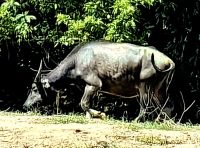 Wasserbüffel auf dem Weg zum Taman Negara Nationalpark  &ndash; &copy; Simone Willner (Eberhardt TRAVEL)