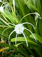 Hymenocallis littoralis, Spinnenlilie im Dschungelcamp &ndash; &copy; Simone Willner (Eberhardt TRAVEL)