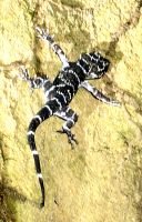 Gecko &ndash; &copy; Simone Willner (Eberhardt TRAVEL)