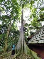 Amer gehört zu einer ethnischen Minderheit in Malaysia, hier vor einem Dschungelriesen &ndash; &copy; Simone Willner (Eberhardt TRAVEL)