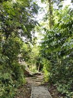 Weg im Taman Negara Nationalpark  &ndash; &copy; Simone Willner (Eberhardt TRAVEL)