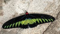 Trogonoptera brookiana  &ndash; &copy; Simone Willner (Eberhardt TRAVEL)