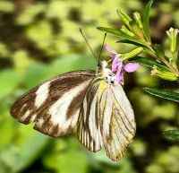 Appias Libythea &ndash; &copy; Simone Willner (Eberhardt TRAVEL)
