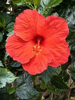 Hibiskus, die Nationalblume Malaysias &ndash; &copy; Simone Willner (Eberhardt TRAVEL)