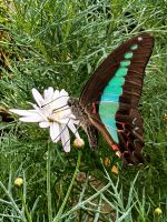Graphium Sarpedon, Kolibrifalter im Schmetterlingspark in den Cameron Highlands &ndash; &copy; Simone Willner (Eberhardt TRAVEL)