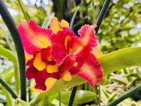 Tag 4 - Cattleya &ndash; &copy; Christin Kuschka (Eberhardt TRAVEL)