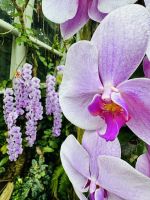 Tag 4 - Phalaenopsis &ndash; &copy; Christin Kuschka (Eberhardt TRAVEL)