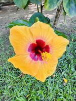 Tag 12 - Hibiskus &ndash; &copy; Christin Kuschka (Eberhardt TRAVEL)