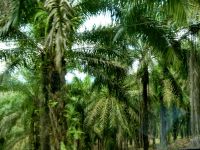 Monokultur Palmöl Plantagen Malaysia &ndash; &copy; Gina Egenolf (Eberhardt TRAVEL)