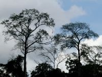 Baumriesen im Taman Negara NP &ndash; &copy; Gina Egenolf (Eberhardt TRAVEL)